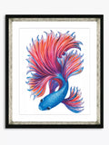 Brookpace Lascelles Fancy Fish 2 framed print 56x46cm, UK version