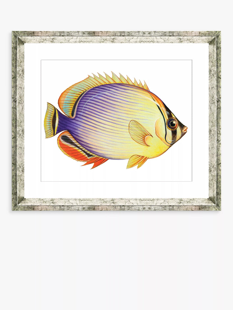 Brookpace Lascelles framed print Tropical Fish 2 36x46cm, UK version