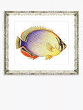 Brookpace Lascelles framed print Tropical Fish 2 36x46cm, UK version