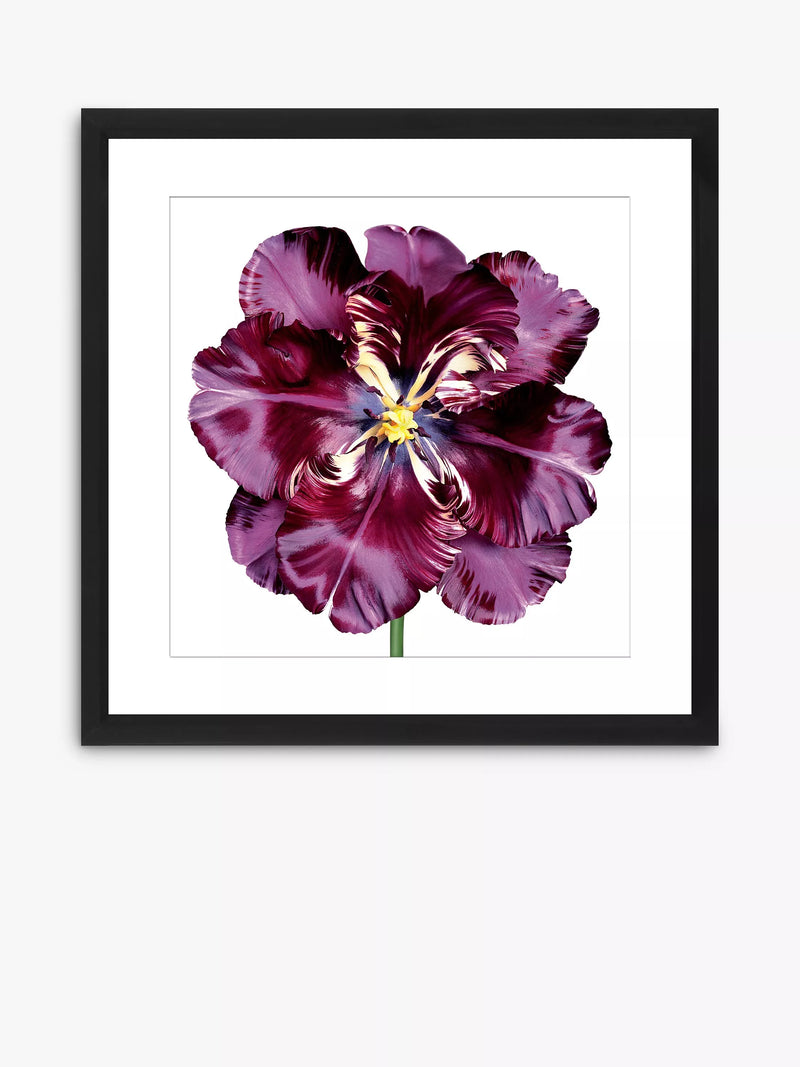 Brookpace Lascelles framed Burgundy tulip print 56x56cm - British product