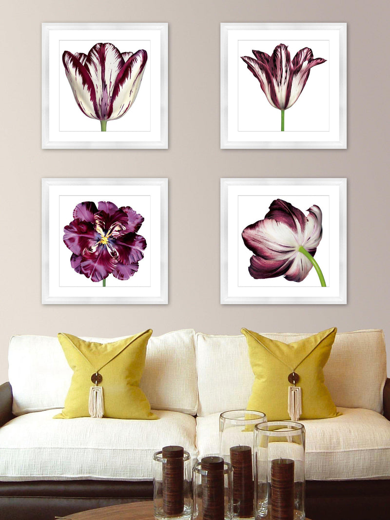 Brookpace Lascelles framed Burgundy tulip print 56x56cm - British product