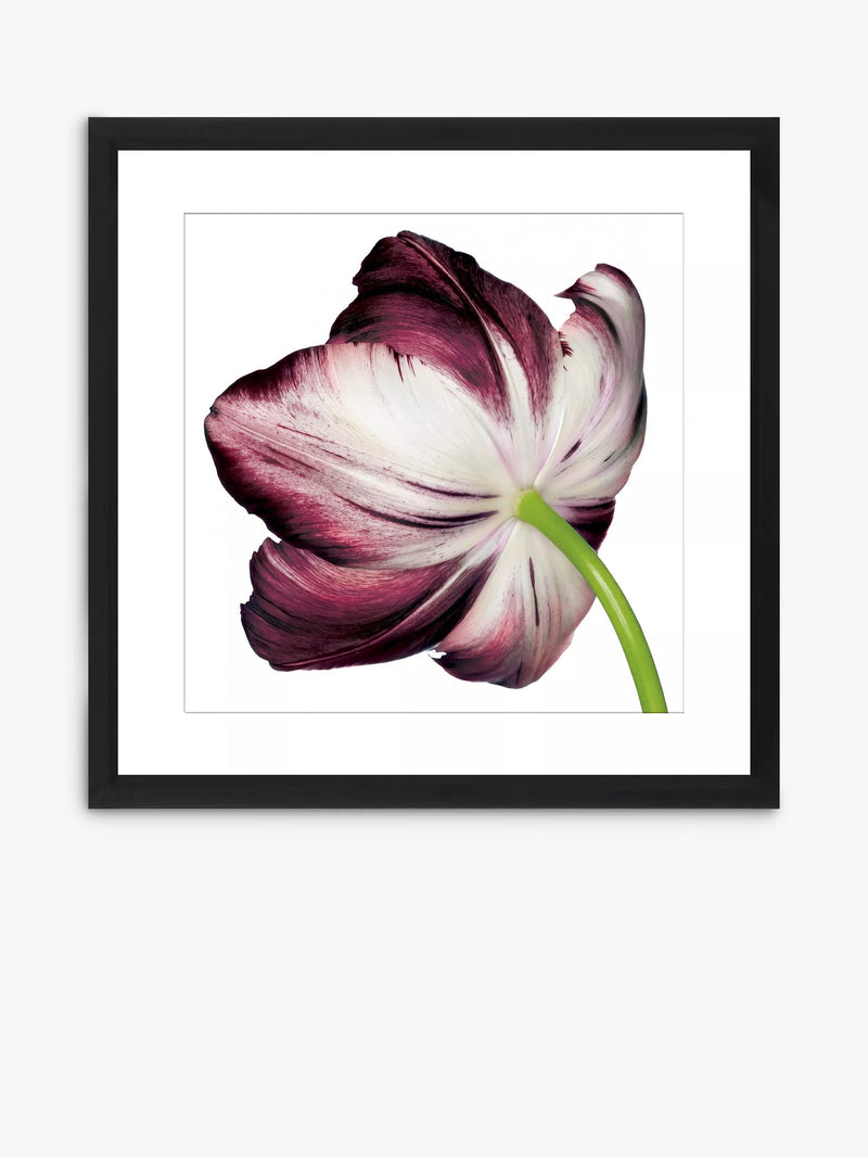 Brookpace Lascelles burgundy tulip framed print 56x56cm, imported from the UK