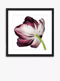Brookpace Lascelles burgundy tulip framed print 56x56cm, imported from the UK