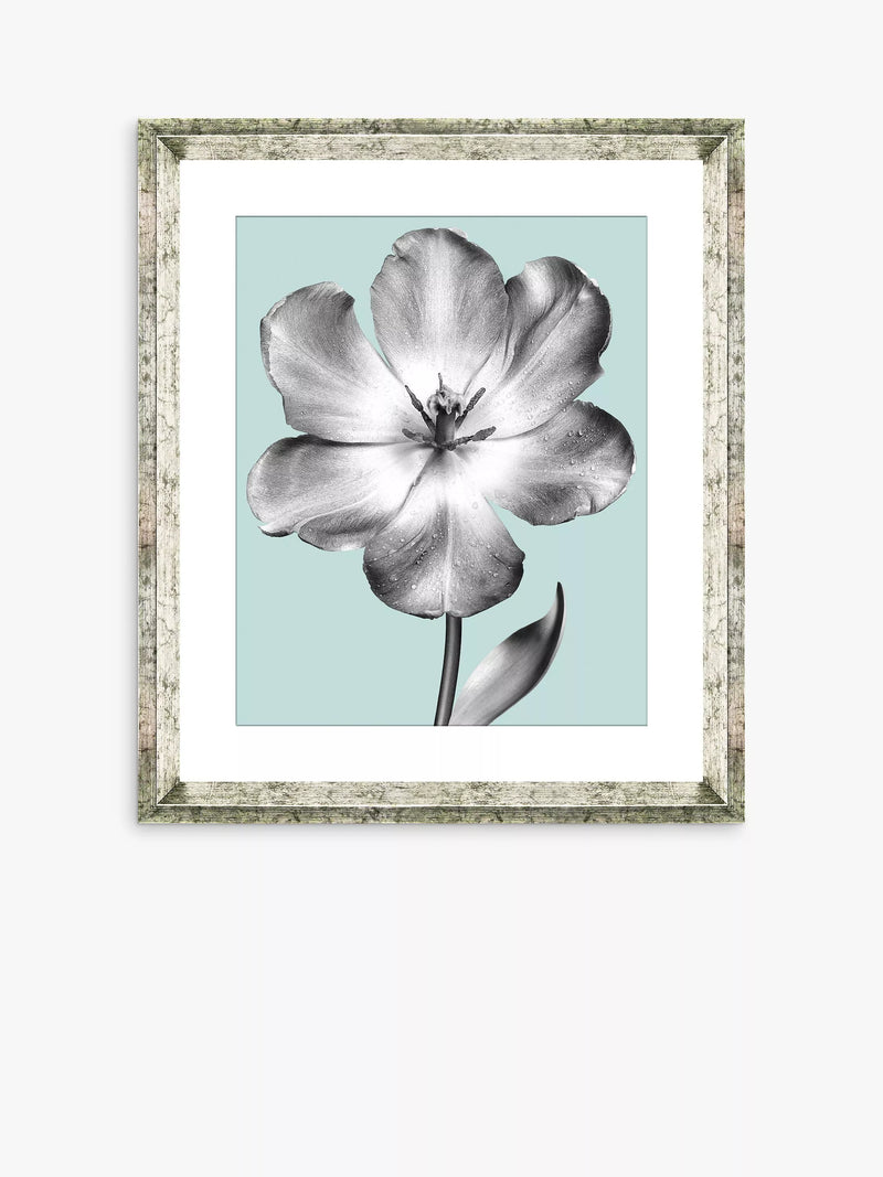Brookpace Lascelles framed print tulip on blue 46x36cm, imported from the UK