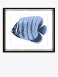 Brookpace Lascelles Blue Fish framed print 36x46cm, UK version