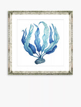 John Lewis Brookpace Lascelles Blue Seaweed 1 Framed Print & Mount, 46 x 46cm, Blue- Buy online at McGrocer
