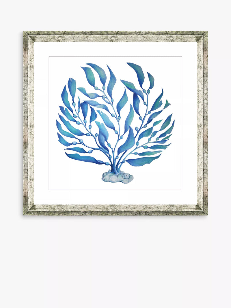 Brookpace Lascelles framed print Blue Seaweed 2 46x46cm (British brand)