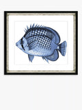 Brookpace Lascelles framed print Blue Fish 2 36x46cm (British brand)
