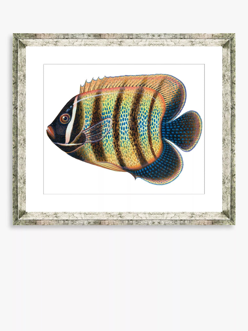 Brookpace Lascelles framed print tropical fish 36x46cm (British brand)