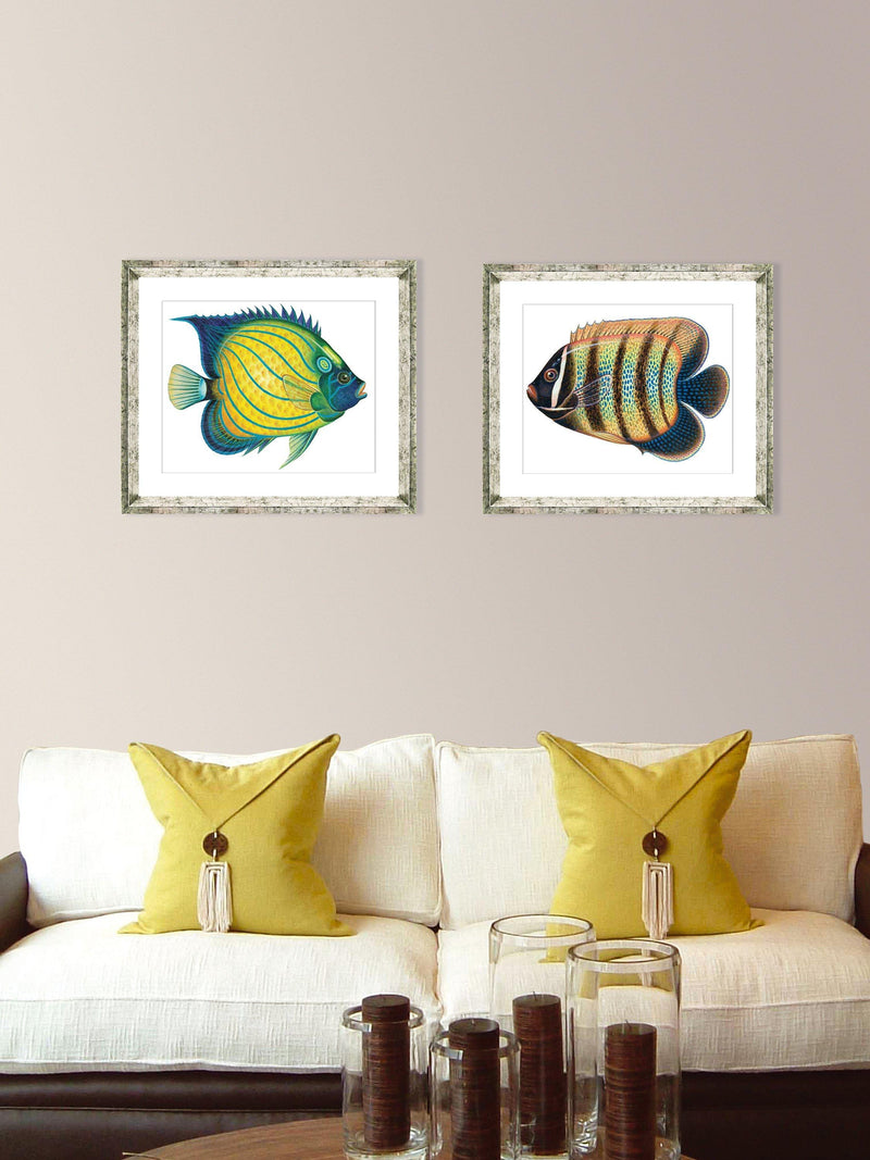 Brookpace Lascelles framed print tropical fish 36x46cm (British brand)