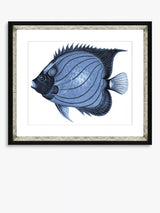 John Lewis Brookpace Lascelles Blue Fish 1 Framed Print & Mount, Blue, 36 x 46cm- Buy online at McGrocer