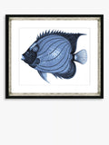 Brookpace Lascelles framed fish print Blue Fish 1 36x46cm, imported from the UK