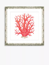 John Lewis Brookpace Lascelles Red Coral 9 Framed Print and Mount, Red, 46 x 46cm- Buy online at McGrocer