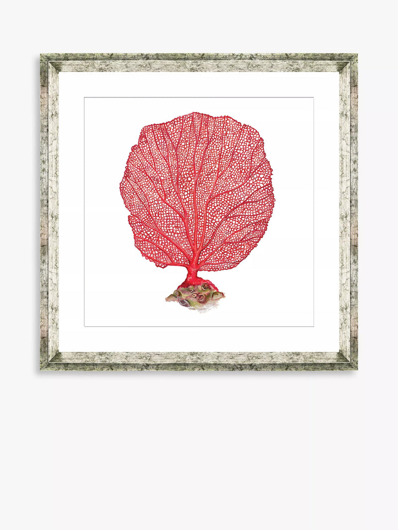 Brookpace Lascelles Red Coral 3 framed print 46x46cm, imported from the UK