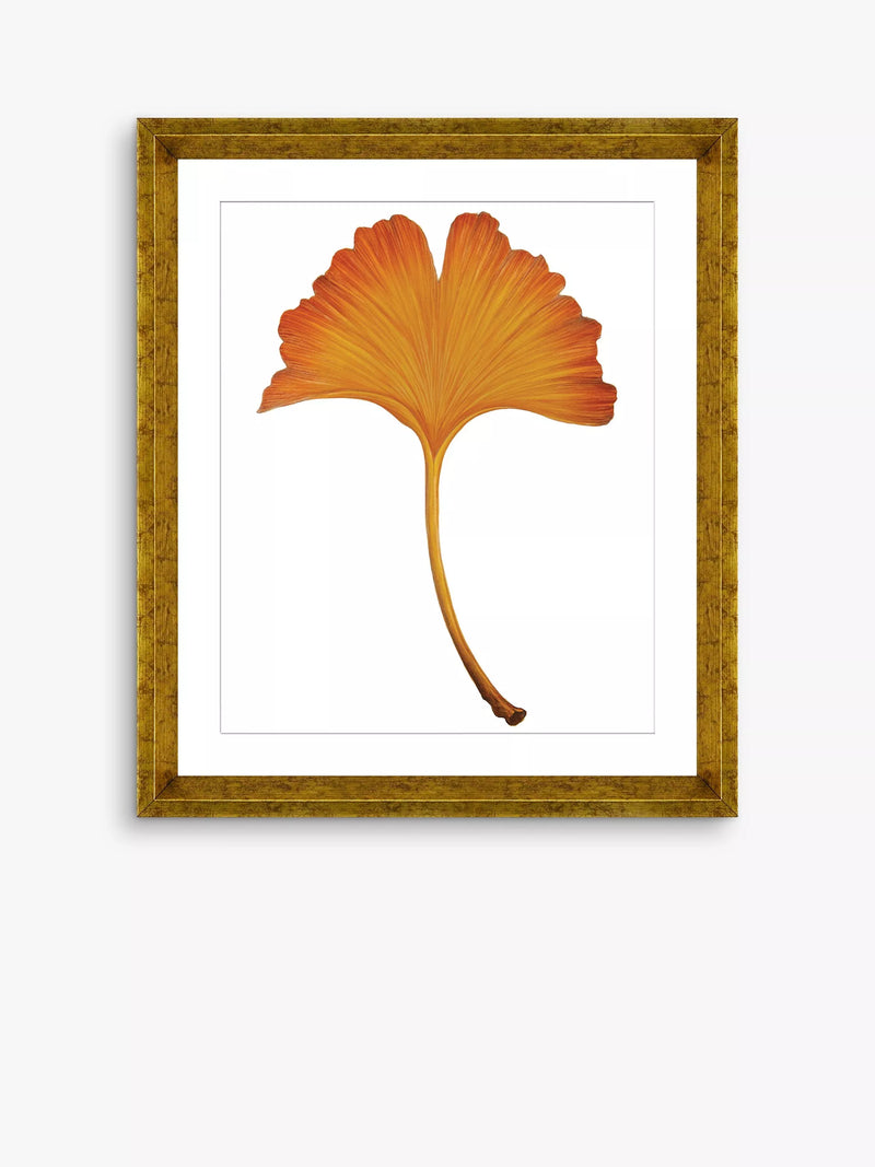 Brookpace Lascelles framed print Ginkgo Leaf 4 orange 56x46cm, imported from the UK
