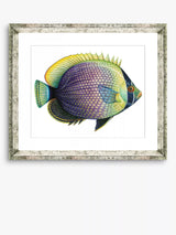 John Lewis Brookpace Lascelles Tropical Fish 6 Framed Print 36 x 46cm Purple/Yellow- Buy online at McGrocer