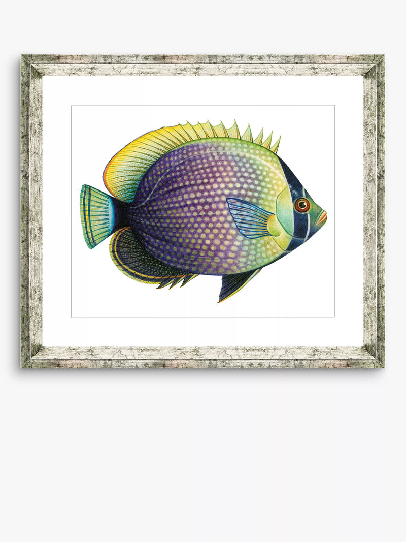Brookpace Lascelles tropical fish framed print 36x46cm, imported from the UK