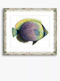 Brookpace Lascelles tropical fish framed print 36x46cm, imported from the UK