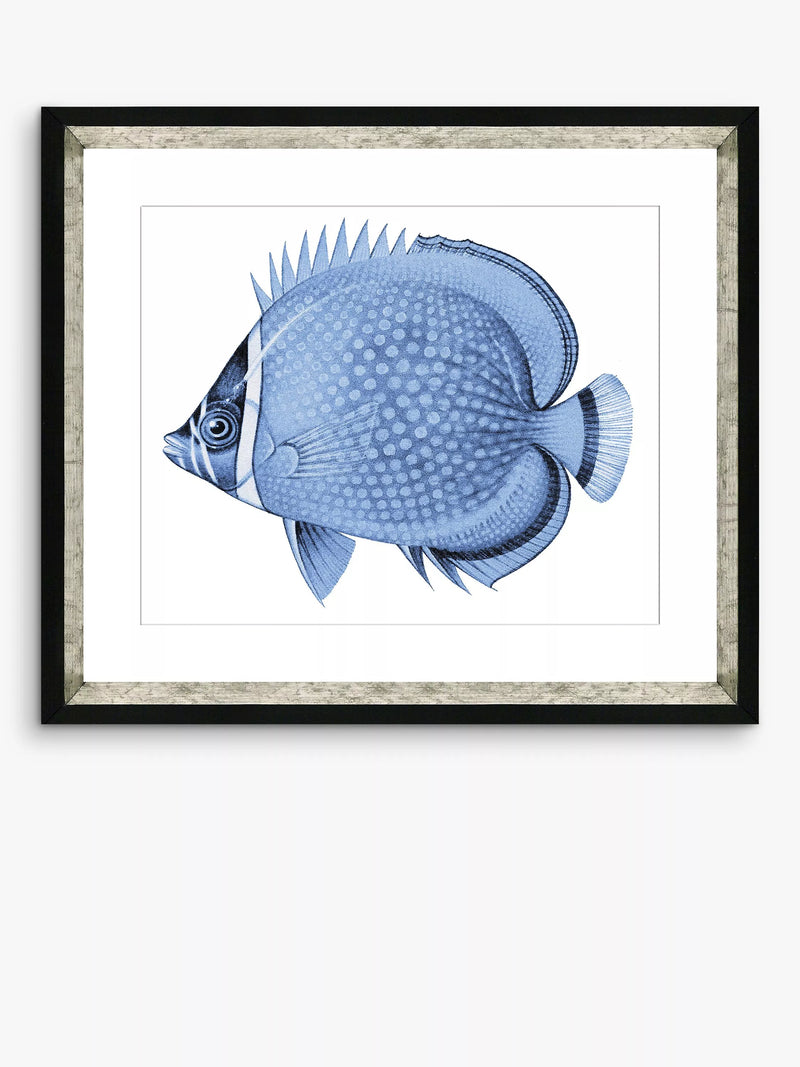 Brookpace Lascelles Blue Fish 4 framed print 36x46cm, imported from the UK