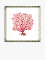 John Lewis Brookpace Lascelles Red Coral 7 Framed Print & Mount 46 x 46cm Red- Buy online at McGrocer
