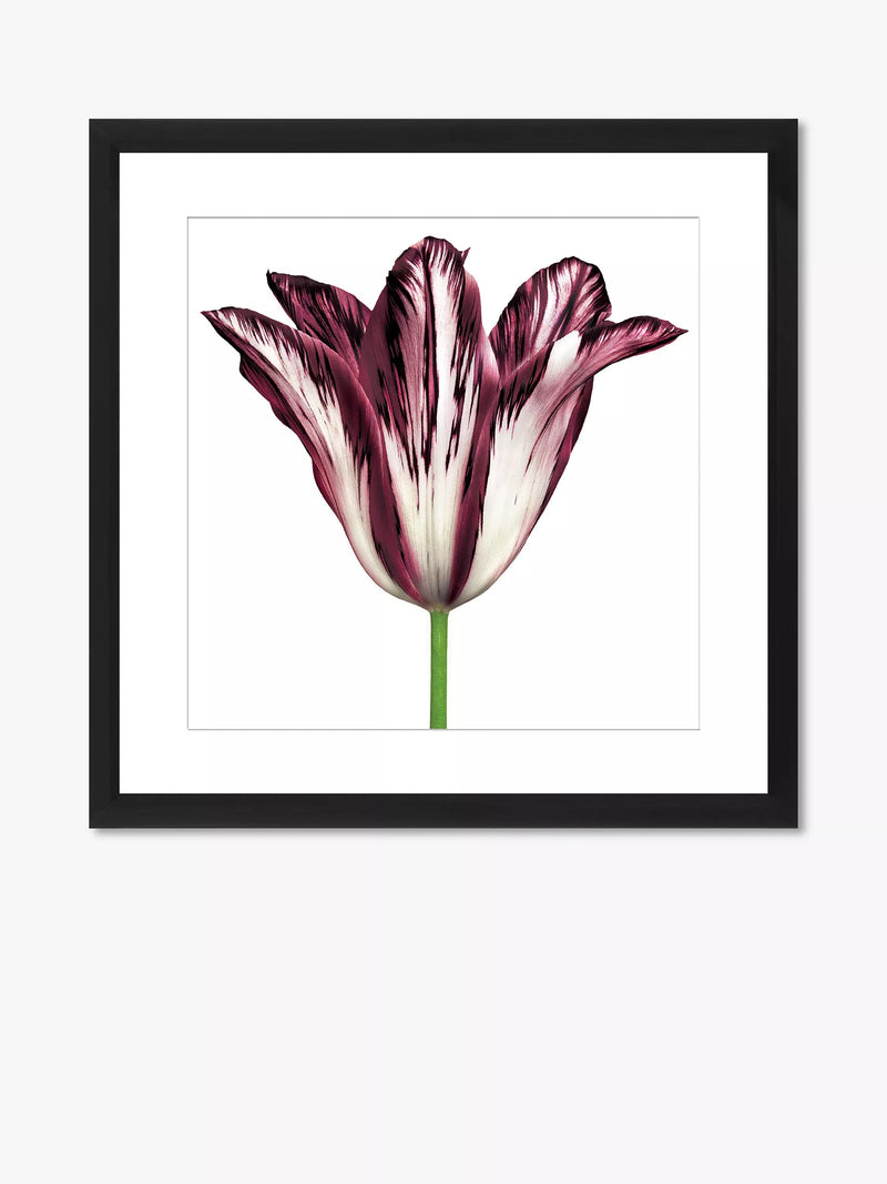 Brookpace Lascelles framed print burgundy tulip 56x56cm, imported from the UK