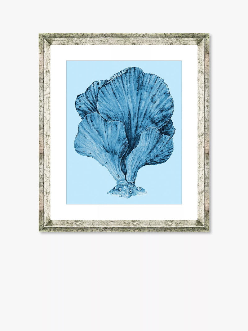 Brookpace Lascelles Blue Coral 3 framed print 46x36cm (British brand)