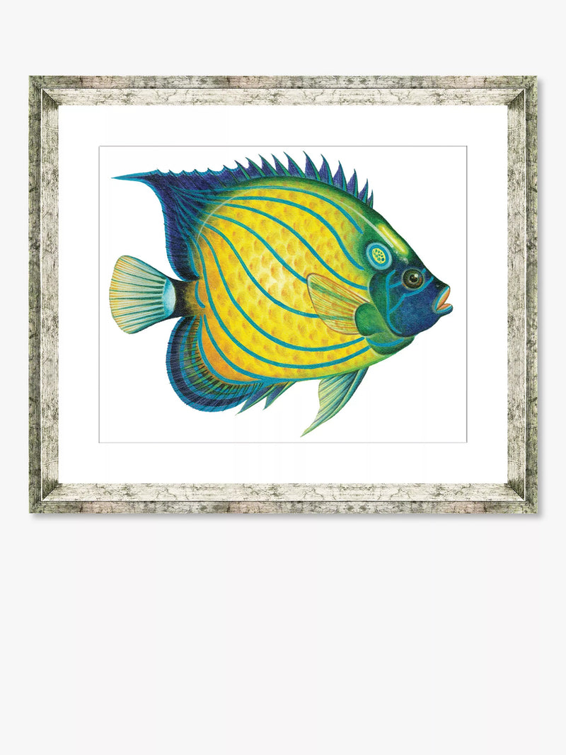 Brookpace Lascelles framed print Tropical Fish 4 36x46cm (British brand)