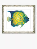 Brookpace Lascelles framed print Tropical Fish 4 36x46cm (British brand)