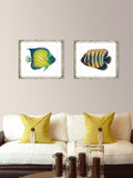 Brookpace Lascelles framed print Tropical Fish 4 36x46cm (British brand)
