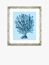 John Lewis Brookpace Lascelles Blue Coral 2 Framed Print & Mount, Blue, 46 x 36cm- Buy online at McGrocer