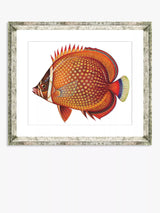 John Lewis Brookpace Lascelles Tropical Fish 3 Framed Print & Mount, Orange, 36 x 46cm- Buy online at McGrocer