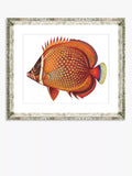 Brookpace Lascelles framed print Tropical Fish 3 36x46cm - British product