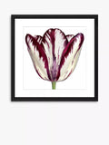 Brookpace Lascelles Burgundy Tulip framed print 56x56cm - British product