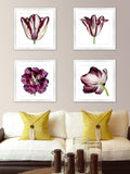 Brookpace Lascelles Burgundy Tulip framed print 56x56cm - British product