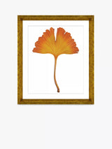 John Lewis Brookpace Lascelles Ginkgo Leaf 1 Framed Print & Mount, 56 x 46cm, Orange- Buy online at McGrocer