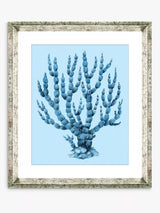 John Lewis Brookpace Lascelles Blue Coral 6 Framed Print & Mount, Blue, 46 x 36cm- Buy online at McGrocer