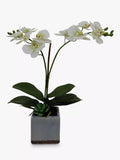 John Lewis artificial orchid ceramic planter (British brand)