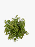 John Lewis artificial eucalyptus bush in stone planter, UK version