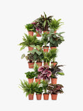 The Little Botanical 20 Indoor House Plants Living Wall