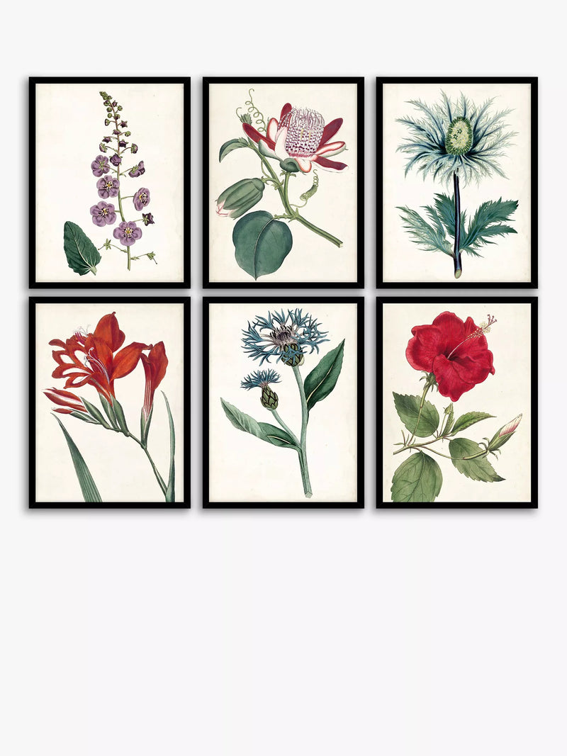 John Lewis Garden Botanicals framed prints set of 6, UK version
