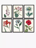 John Lewis Garden Botanicals framed prints set of 6, UK version