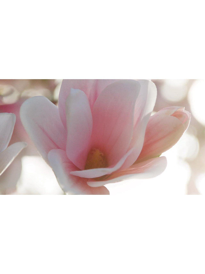 Estée Lauder Beautiful Magnolia Eau de Parfum - British product
