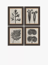 John Lewis John Lewis Karl Blossfeldt Botanicals Framed Prints Set of 4 37 x 31cm Grey- Buy online at McGrocer