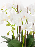 Floralsilk artificial white orchid in clay pot (British brand)