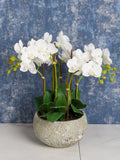 Floralsilk artificial white orchid in clay pot (British brand)