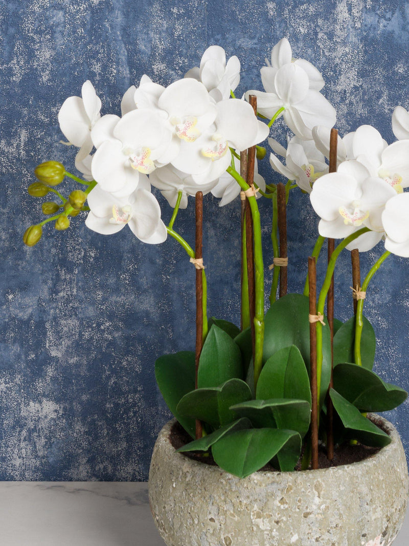 Floralsilk artificial white orchid in clay pot (British brand)