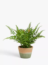 John Lewis John Lewis Artificial Fern Bush in Terracotta Pot Indoor Planter- Buy online at McGrocer