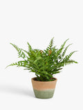 John Lewis artificial fern bush in terracotta pot, UK version