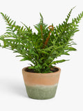 John Lewis artificial fern bush in terracotta pot, UK version