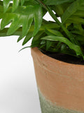 John Lewis artificial fern bush in terracotta pot, UK version